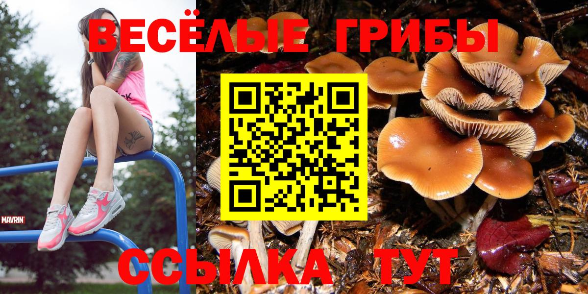 где купить наркотик  Галлюциногенные грибы мицелий  Вход с VPN  Новоалександровск  Псилоцибиновые грибы прущие грибы 